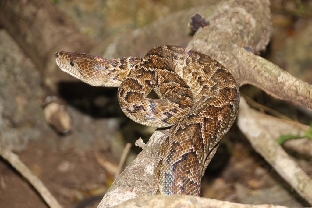 Cuban Boa (Chilabothrus angulifer), photographed in the wild