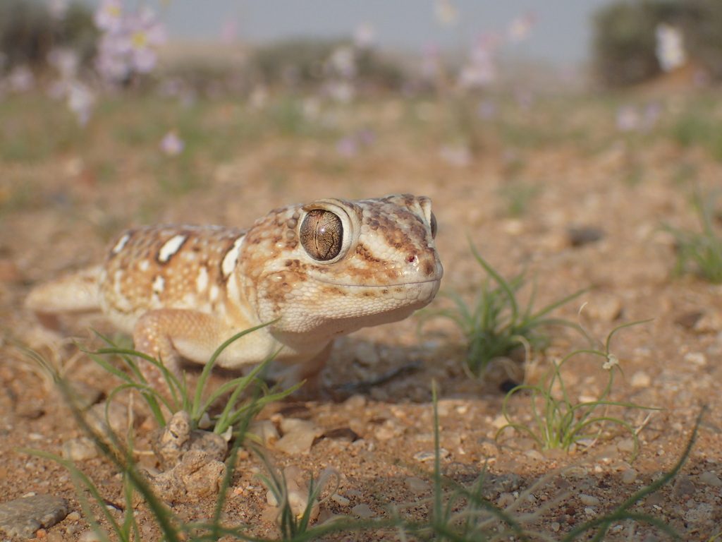 Giant ground (Chondrodactylus angulifer), photographed in the wild
