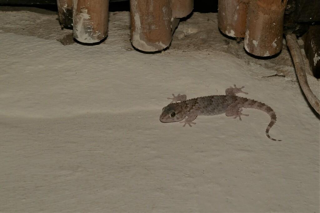 Bibron's Gecko (Chondrodactylus bibronii), photographed in the wild