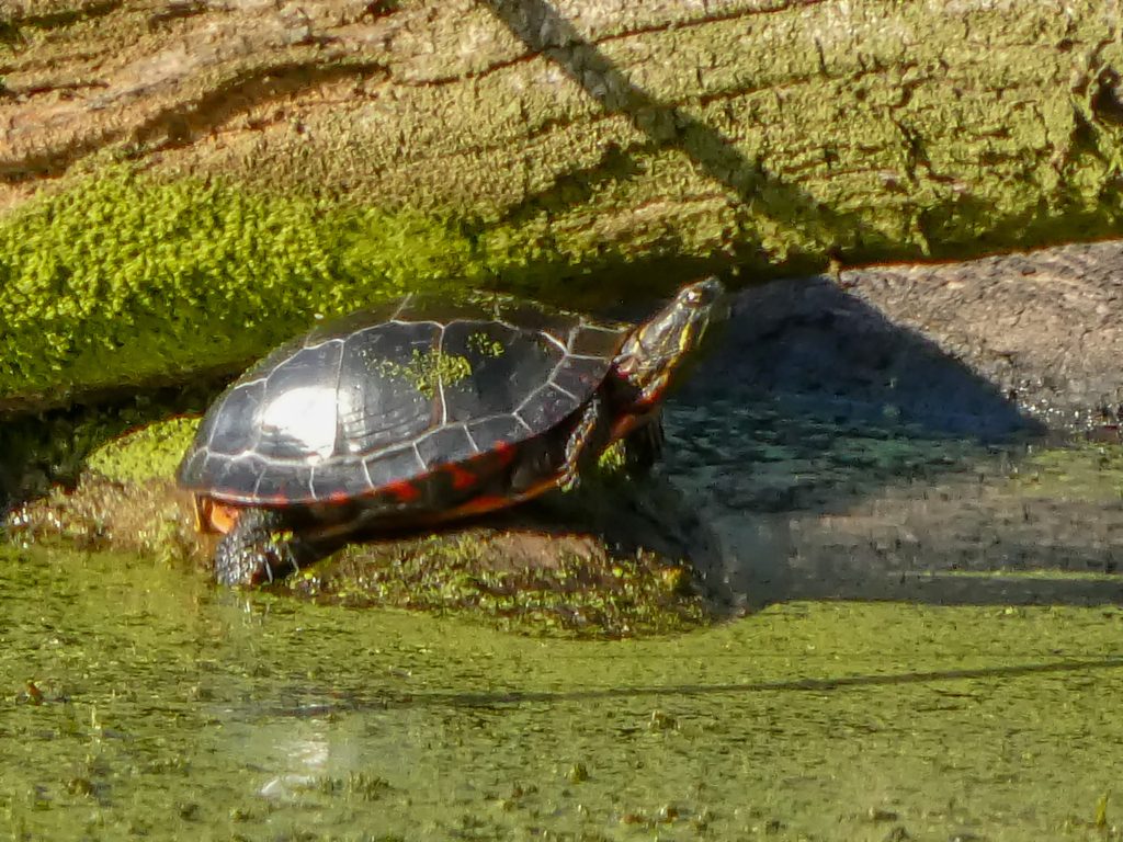 Painted Turtle (Chrysemys picta), photograph