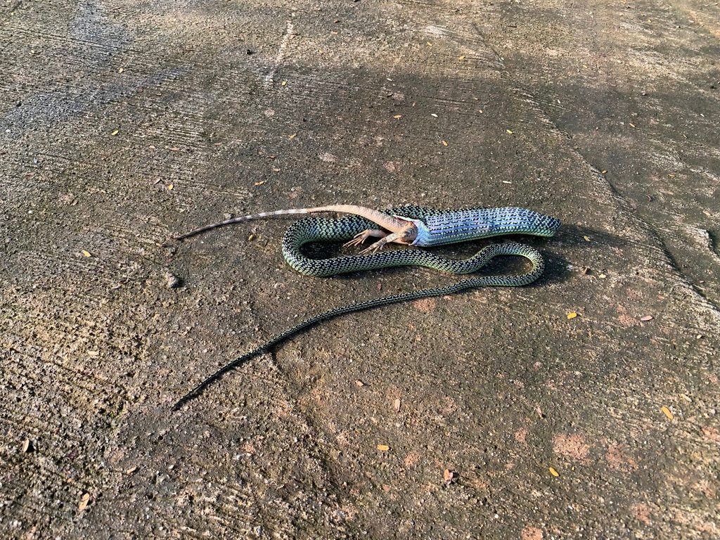 Golden Tree Snake (Chrysopelea ornata), photographed in the wild