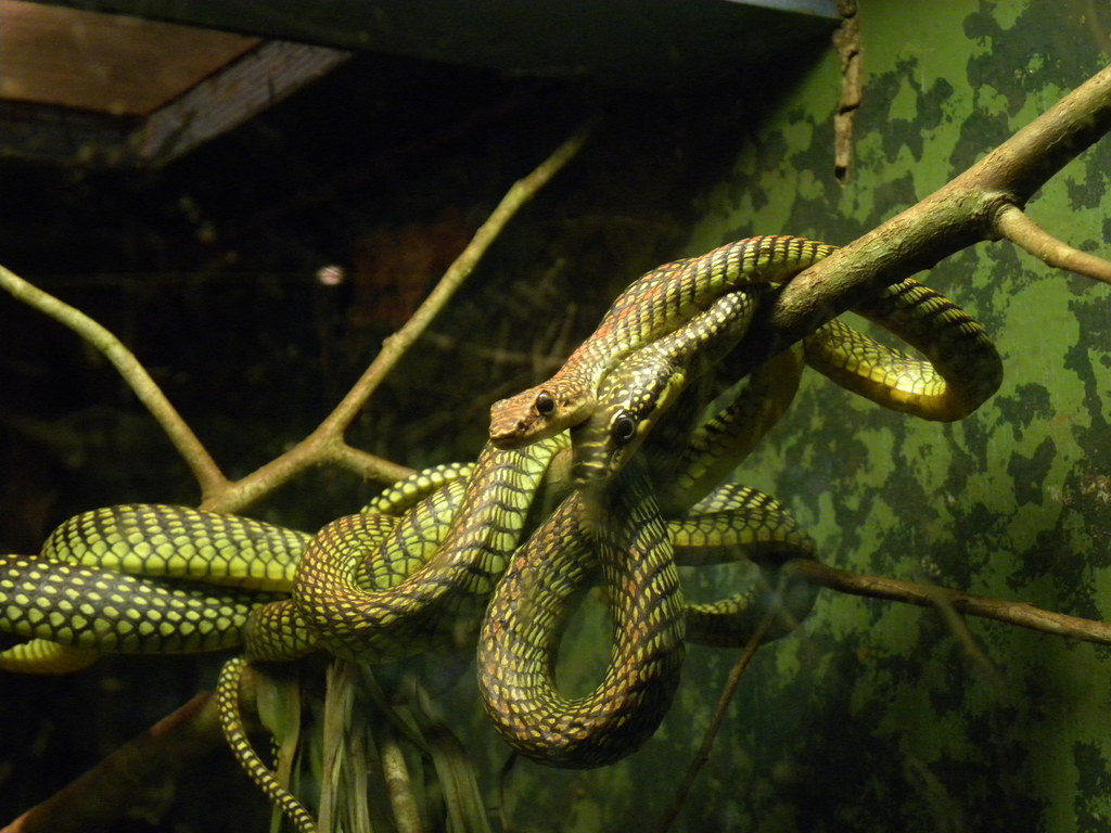 Paradise Flying Snake (Chrysopelea paradisi), photographed in the wild