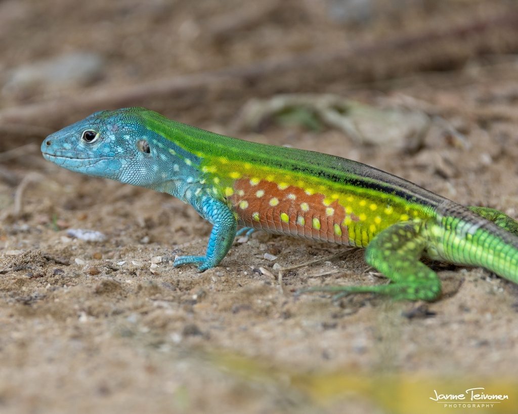 Rainbow whiptail (Cnemidophorus lemniscatus), photographed in the wild