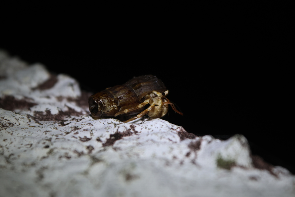 Concave / Cavipes Land Hermit Crab (Coenobita cavipes), photographed in the wild