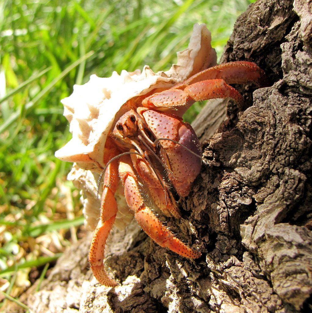 Caribbean / Purple Pincher Hermit Crab (Coenobita clypeatus), photographed in the wild