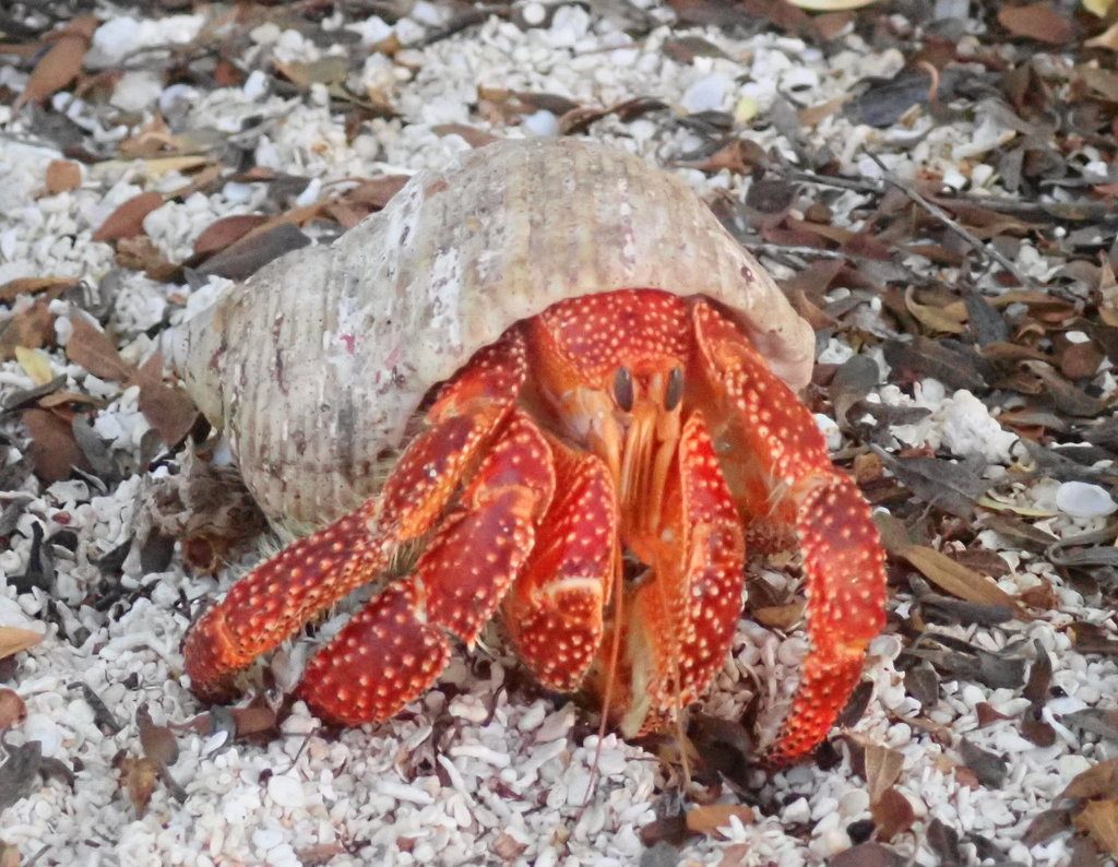 Strawberry Land Hermit Crab (Coenobita perlatus), photographed in the wild