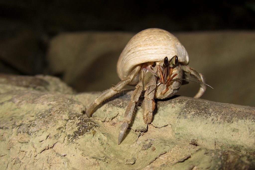 Ruggie Land Hermit Crab (Coenobita rugosus), photographed in the wild