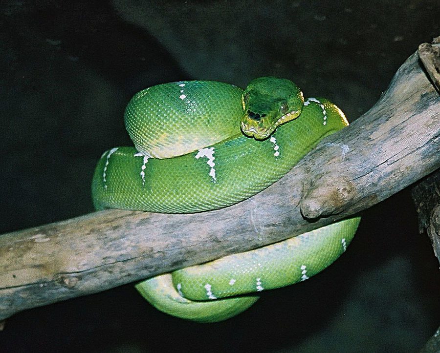 Emerald Tree Boa (Corallus caninus), photographed in the wild