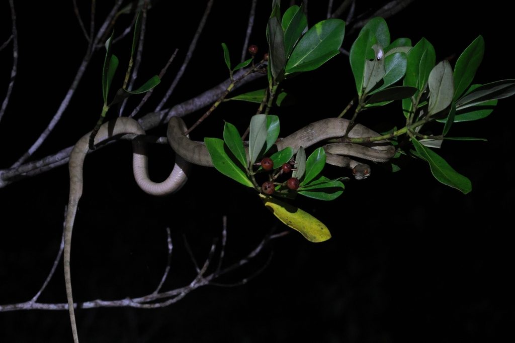 Amazon Tree Boa (Corallus hortulanus), photograph
