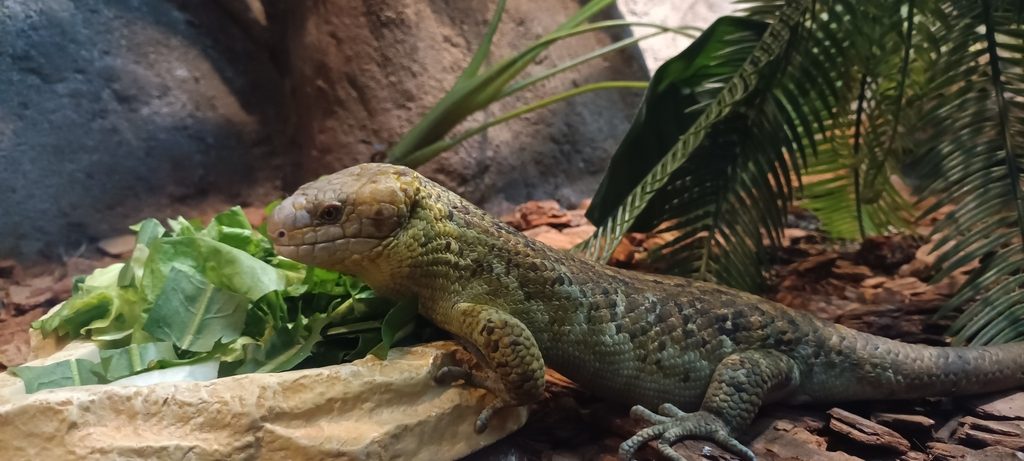 Monkey-tailed Skink (Corucia zebrata), photograph