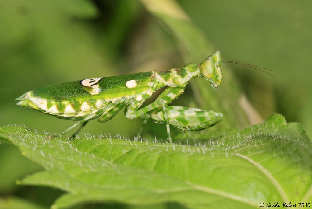 Jewelled Flower Mantis (Creobroter gemmatus), photographed in the wild