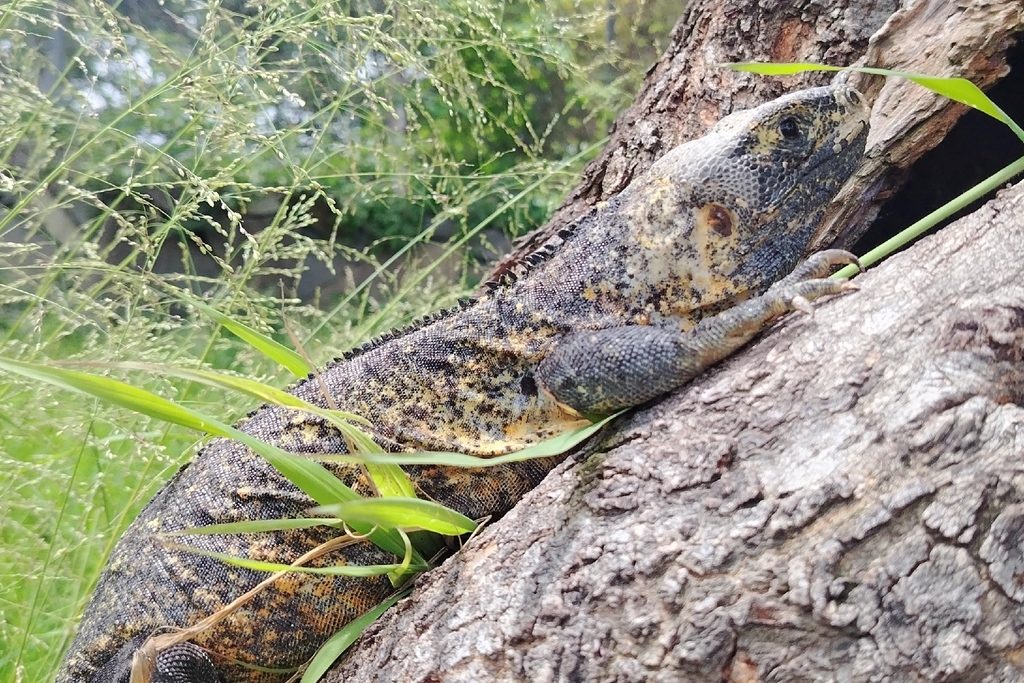 Spiny-tailed iguana (Ctenosaura pectinata), photograph
