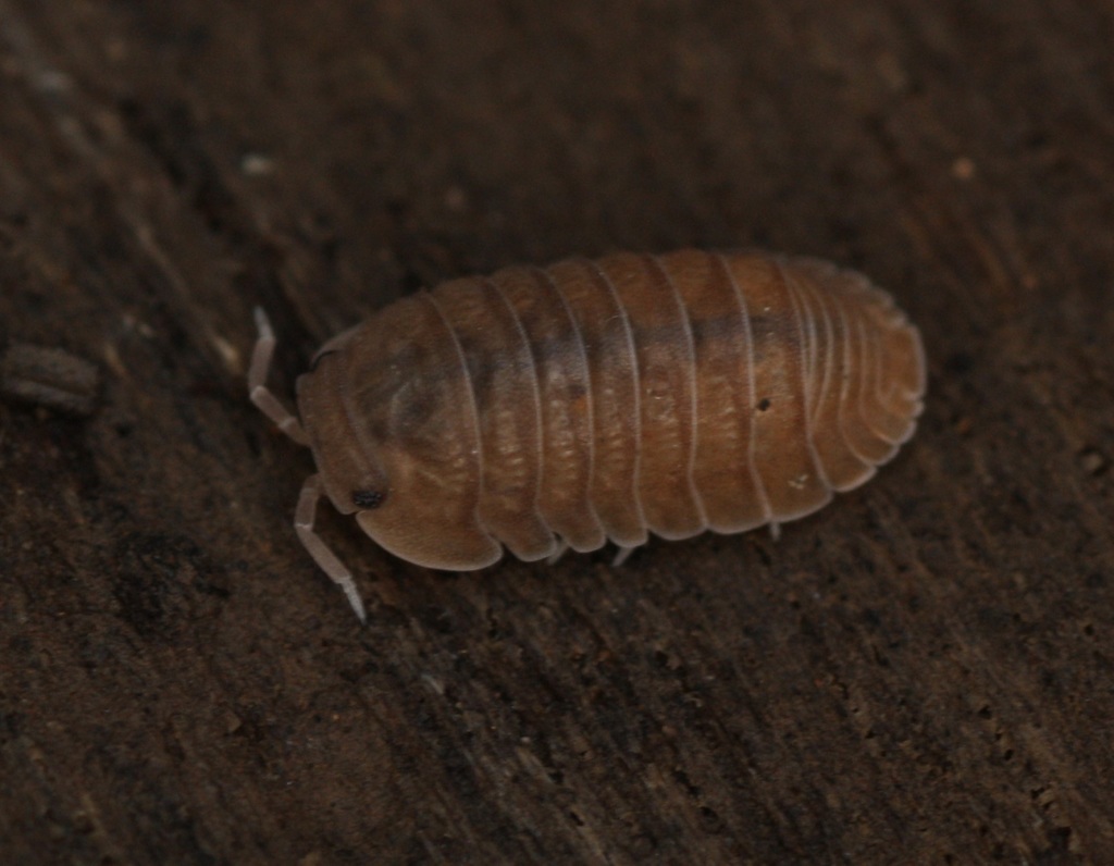 Little Sea Isopod (Cubaris murina), photographed in the wild