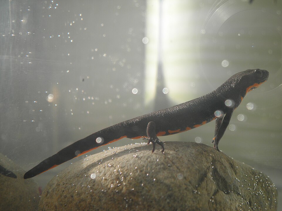 Chinese Fire-bellied Newt (Cynops orientalis), identified on iNaturalist as Hypselotriton orientalis, photographed in the wild