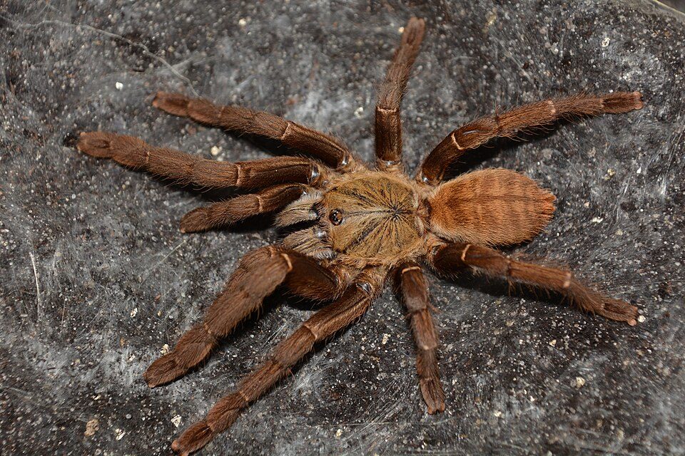 Chinese Black Earth Tiger (Cyriopagopus hainanus), photograph