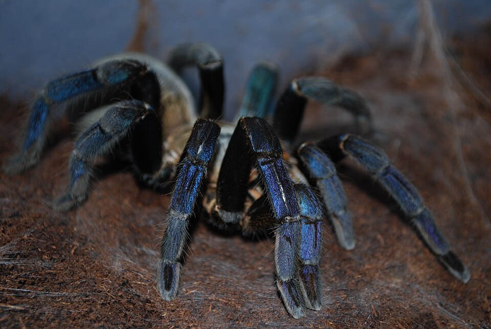 Cobalt Blue Tarantula (Cyriopagopus lividus), identified on iNaturalist as Melopoeus lividus, photographed in the wild