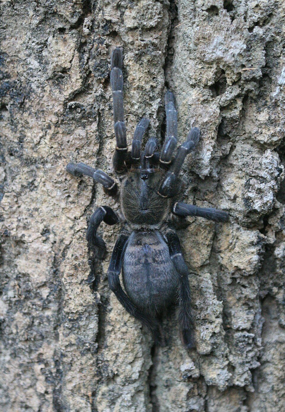 Vietnam Long-Legged Earth Tiger (Cyriopagopus longipes), identified on iNaturalist as Melopoeus longipes, photographed in the wild