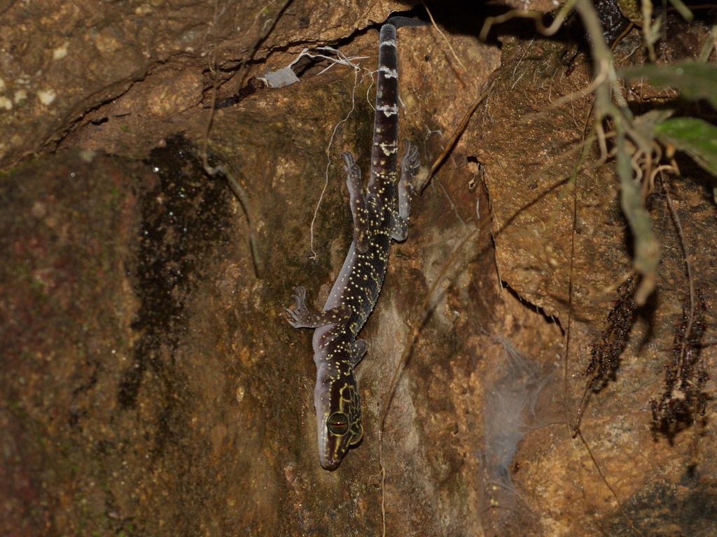 Doi Suthep bent-toed (Cyrtodactylus doisuthep), photograph