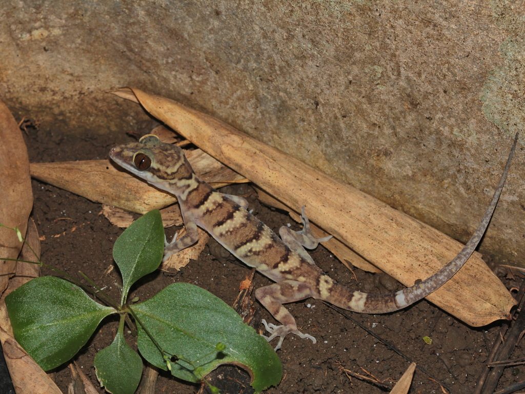 Tiger bent-toed (Cyrtodactylus tigroides), photograph