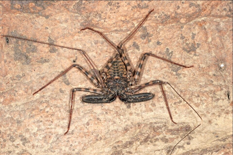 Tanzanian giant tailless whip spider (Damon diadema), photograph