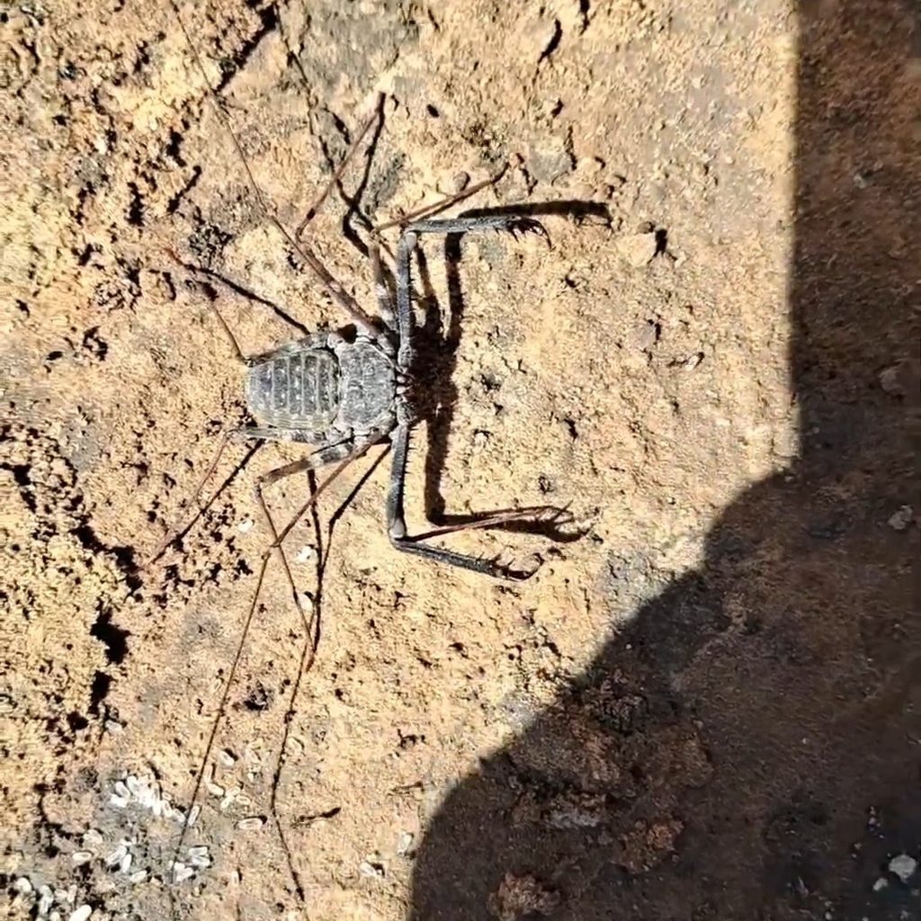 West African tailless whip spider (Damon medius), photographed in the wild