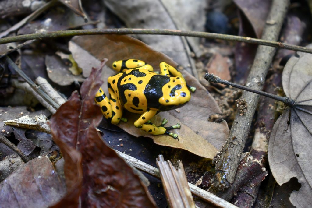 Yellow-banded Poison Dart Frog (Dendrobates leucomelas), photographed in the wild