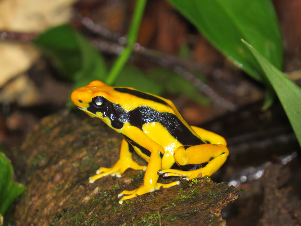 Dendrobates tinctorius, photographed in the wild