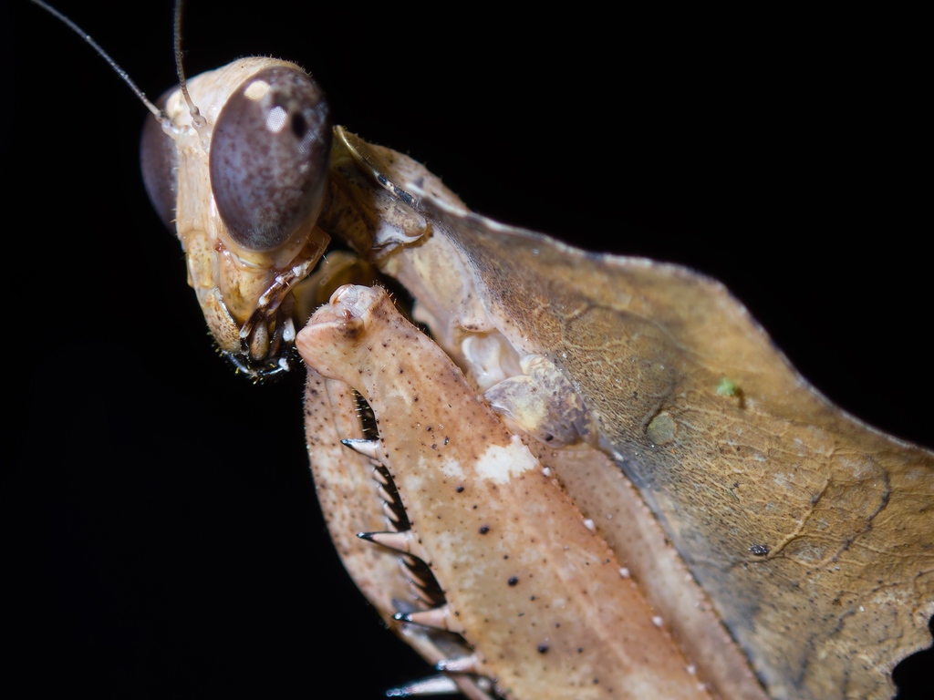 Giant Dead Leaf Mantis (Deroplatys desiccata), photographed in the wild