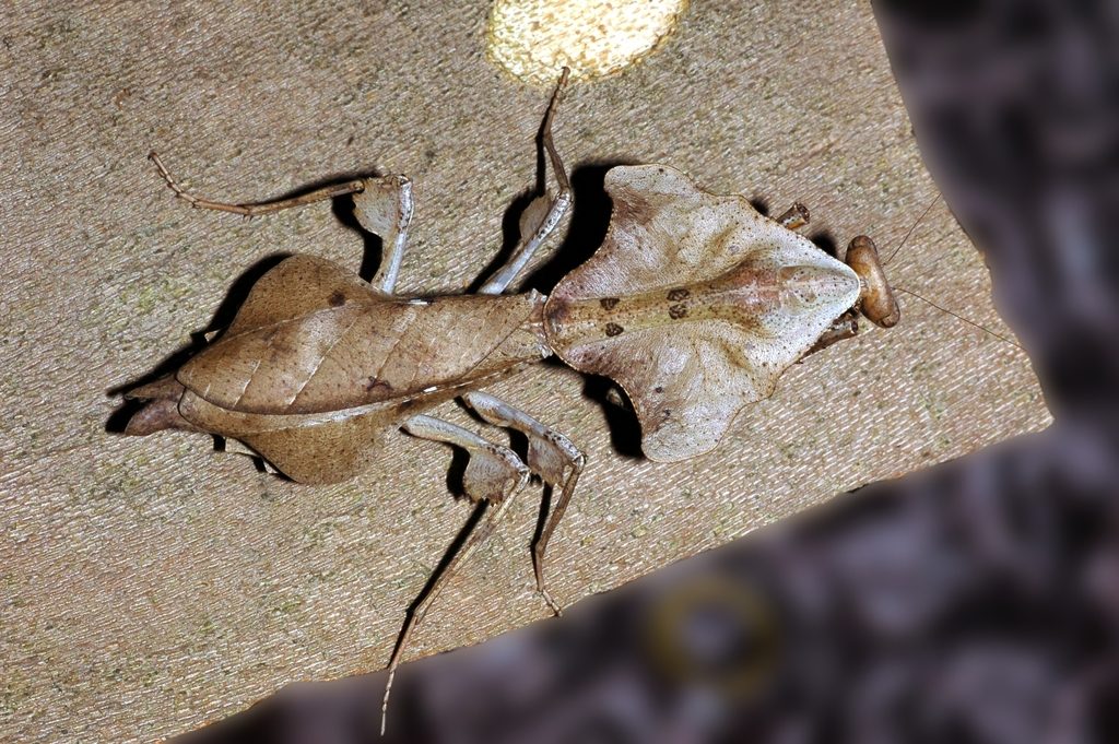 Dead Leaf Mantis (Deroplatys lobata), photographed in the wild