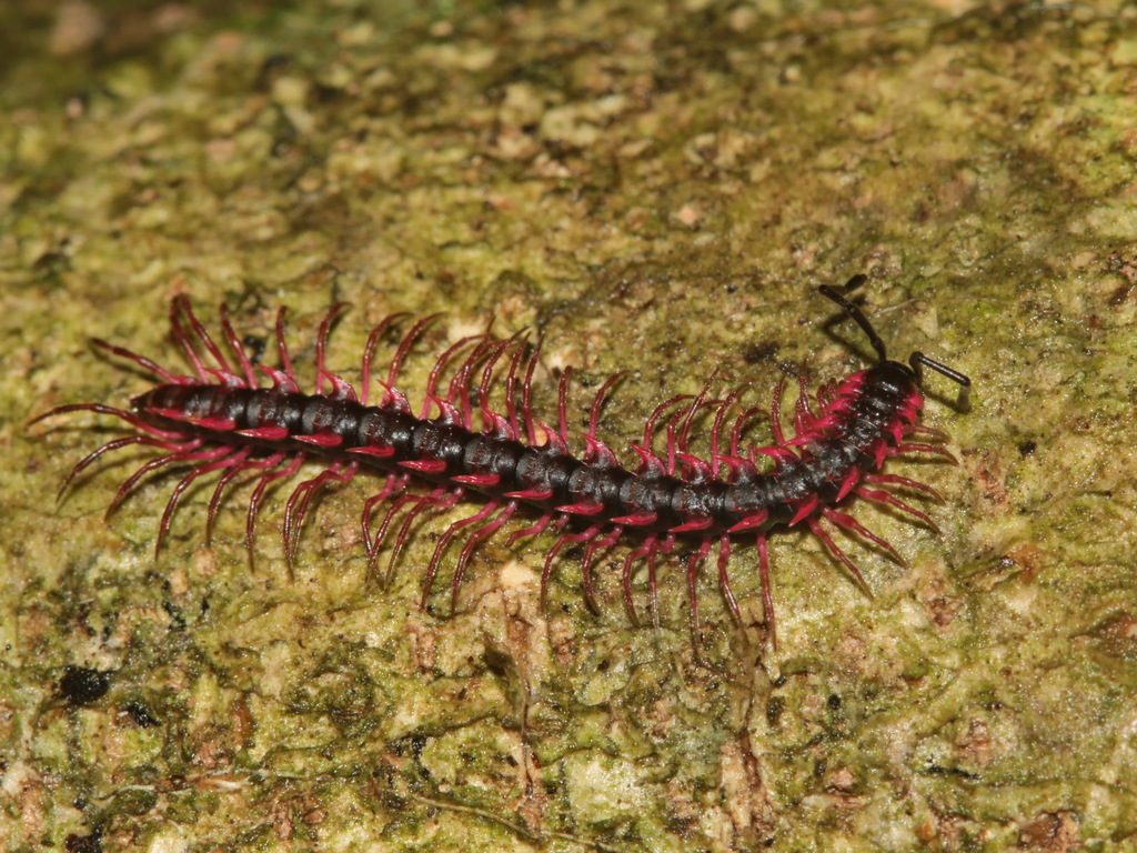 Pink Dragon Millipede (Desmoxytes planata), photographed in the wild