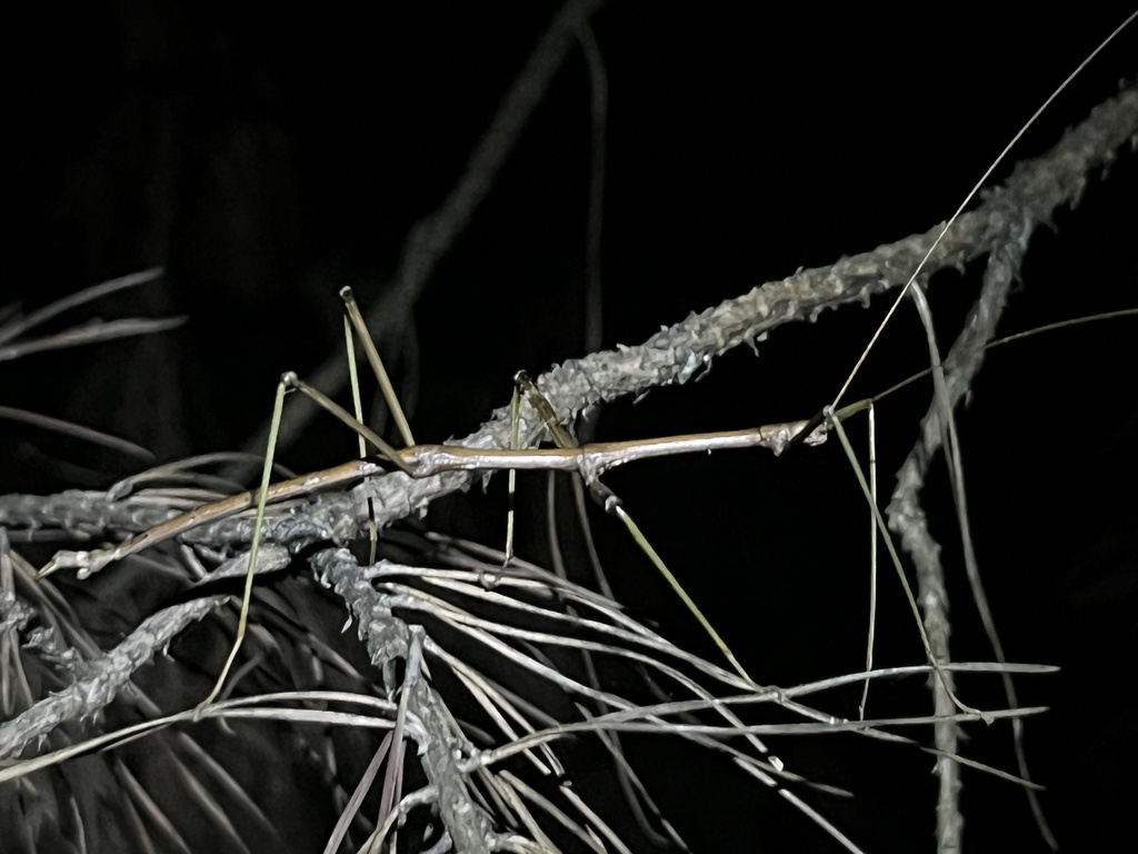 Northern Walkingstick (Diapheromera femorata), photographed in the wild
