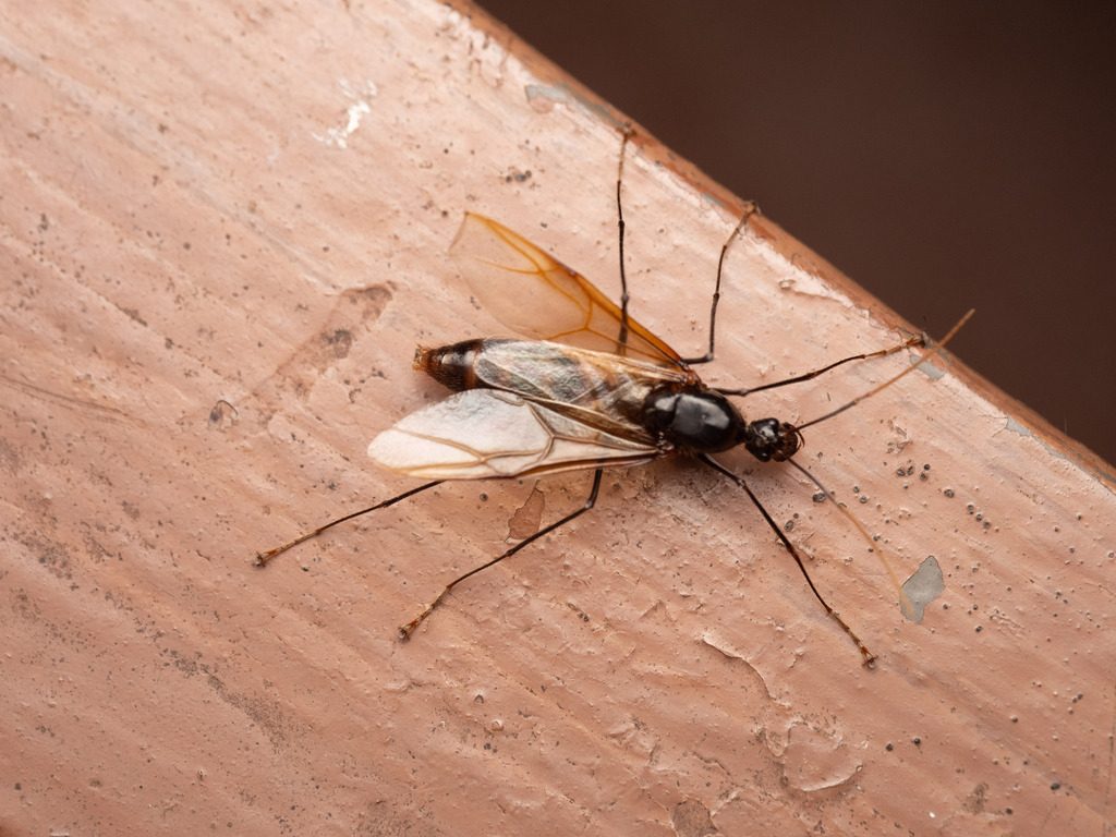 Giant forest ant (Dinomyrmex gigas), photographed in the wild