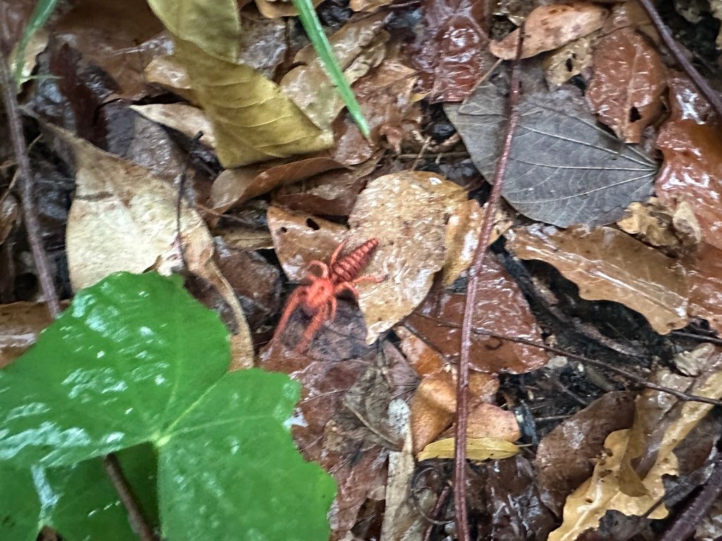 Camel Spider (Dinorhax rostrumpsittaci), photographed in the wild