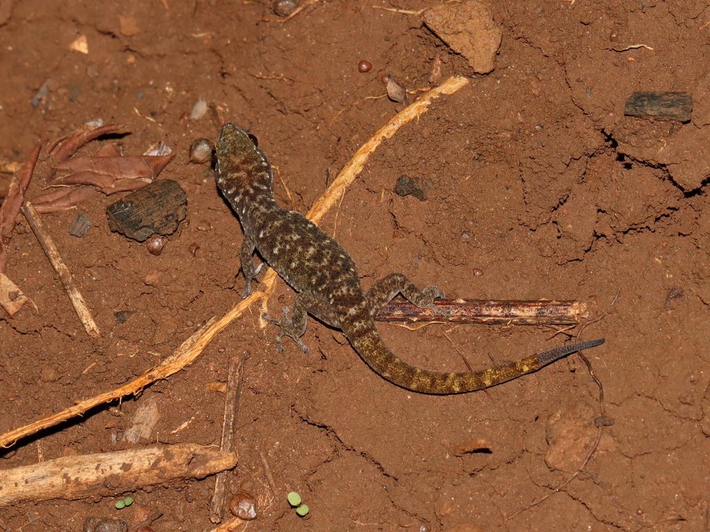 Yellow-tailed Leaf-toed (Dixonius hangseesom), photograph