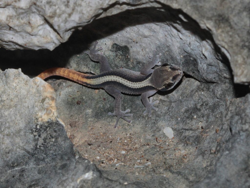 Sam Roi Yot leaf-toed (Dixonius kaweesaki), photograph