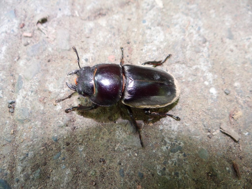 Giant stag beetle (Dorcus titanus), identified on iNaturalist as Serrognathus titanus, photographed in the wild