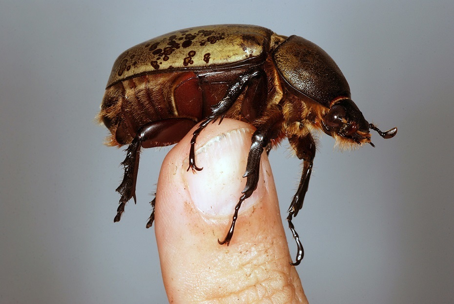 Eastern Hercules beetle (Dynastes tityus), photographed in the wild