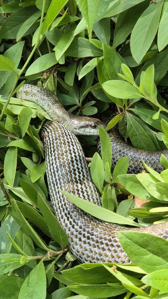 Japanese Rat Snake (Elaphe climacophora), photographed in the wild
