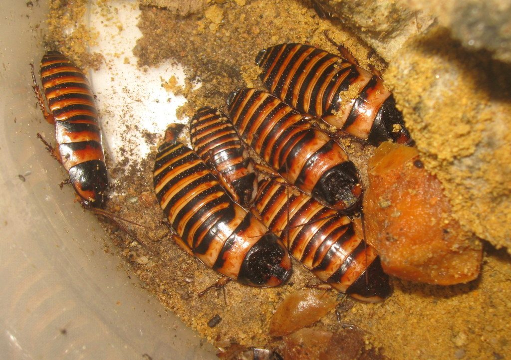 Halloween hisser (Elliptorhina javanica), photographed in the wild