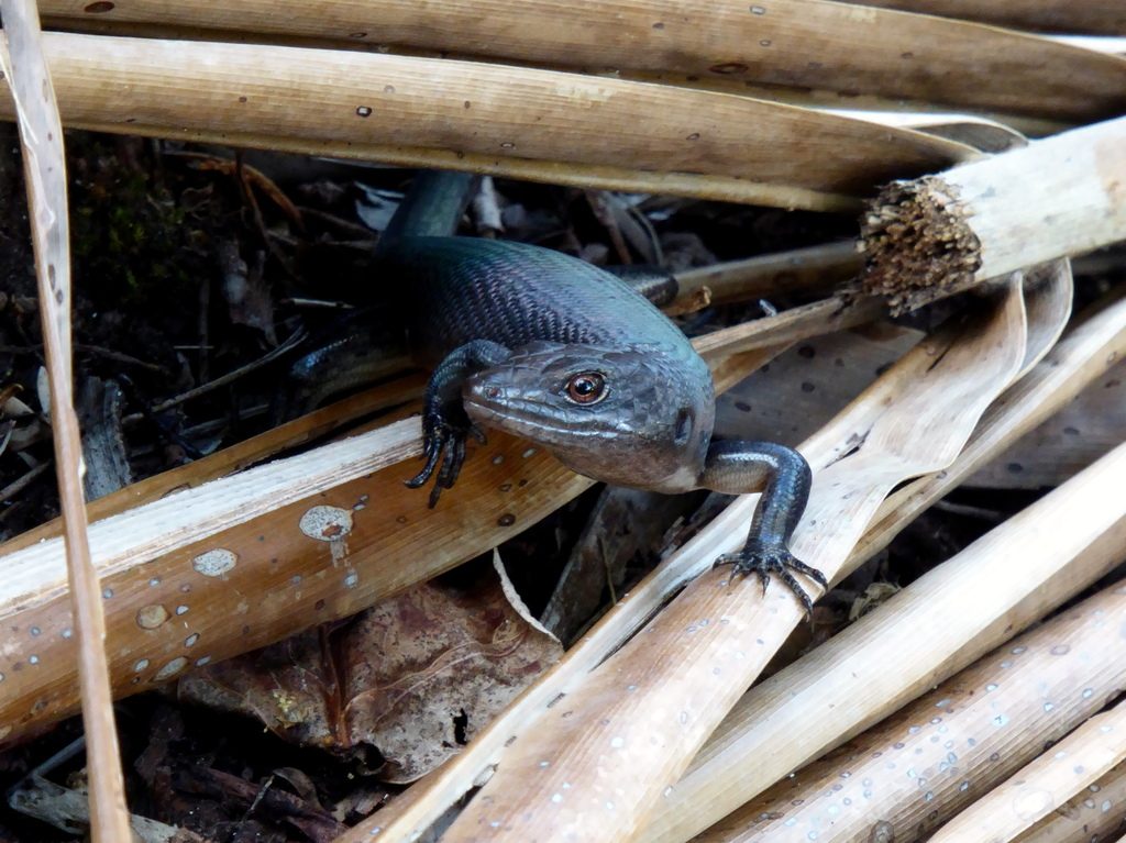 Black tree skink (Emoia nigra), photographed in the wild