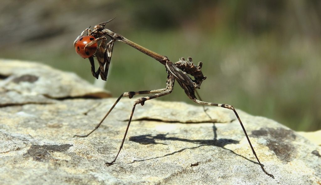 Conehead Mantis (Empusa pennata), photographed in the wild