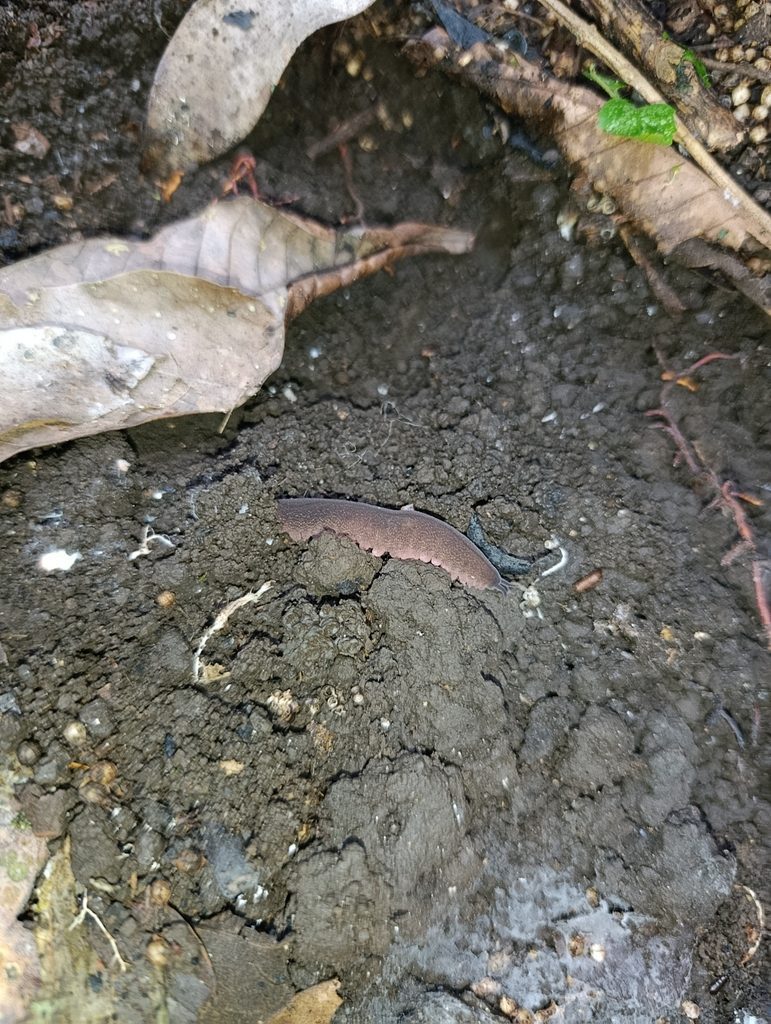 Eoperipatus sp., photographed in the wild