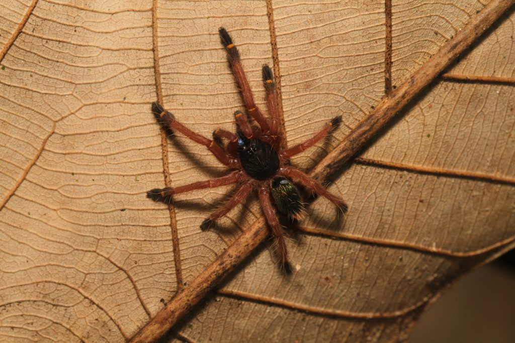 Blue Fang Skeleton (Ephebopus cyanognathus), photographed in the wild