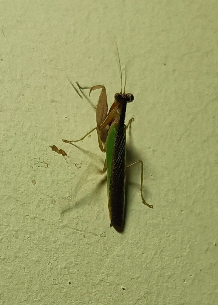 Boxer / Spiny Flower Mantis (Ephestiasula pictipes), identified on iNaturalist as Ephestiasula rogenhoferi, photographed in the wild
