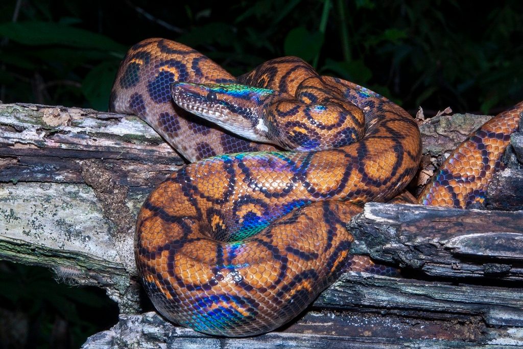 Brazilian Rainbow Boa (Epicrates cenchria), photographed in the wild