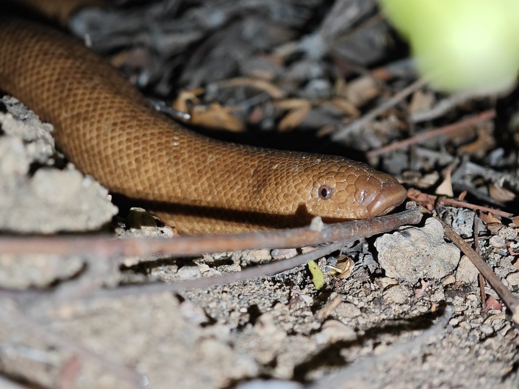Indian Sand Boa (Eryx johnii), photographed in the wild