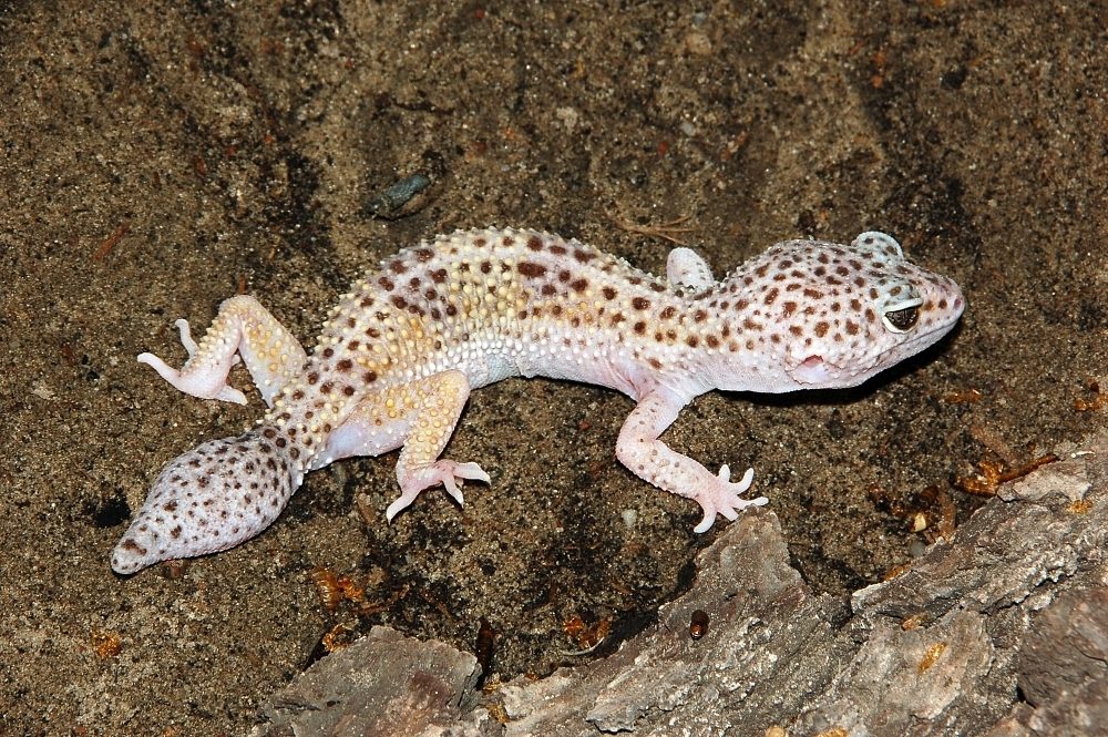 Leopard Gecko (Eublepharis macularius), photographed in the wild