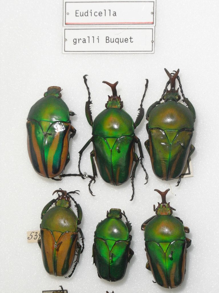 Flamboyant flower beetle (Eudicella gralli), photographed in the wild