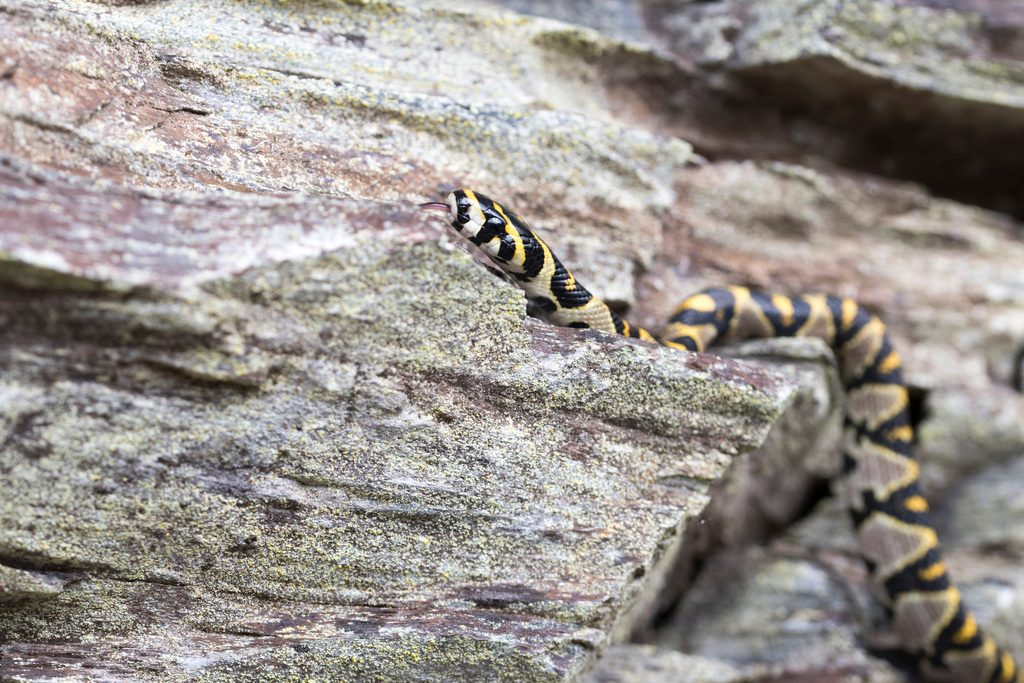 Mandarin Rat Snake (Euprepiophis mandarinus), photographed in the wild