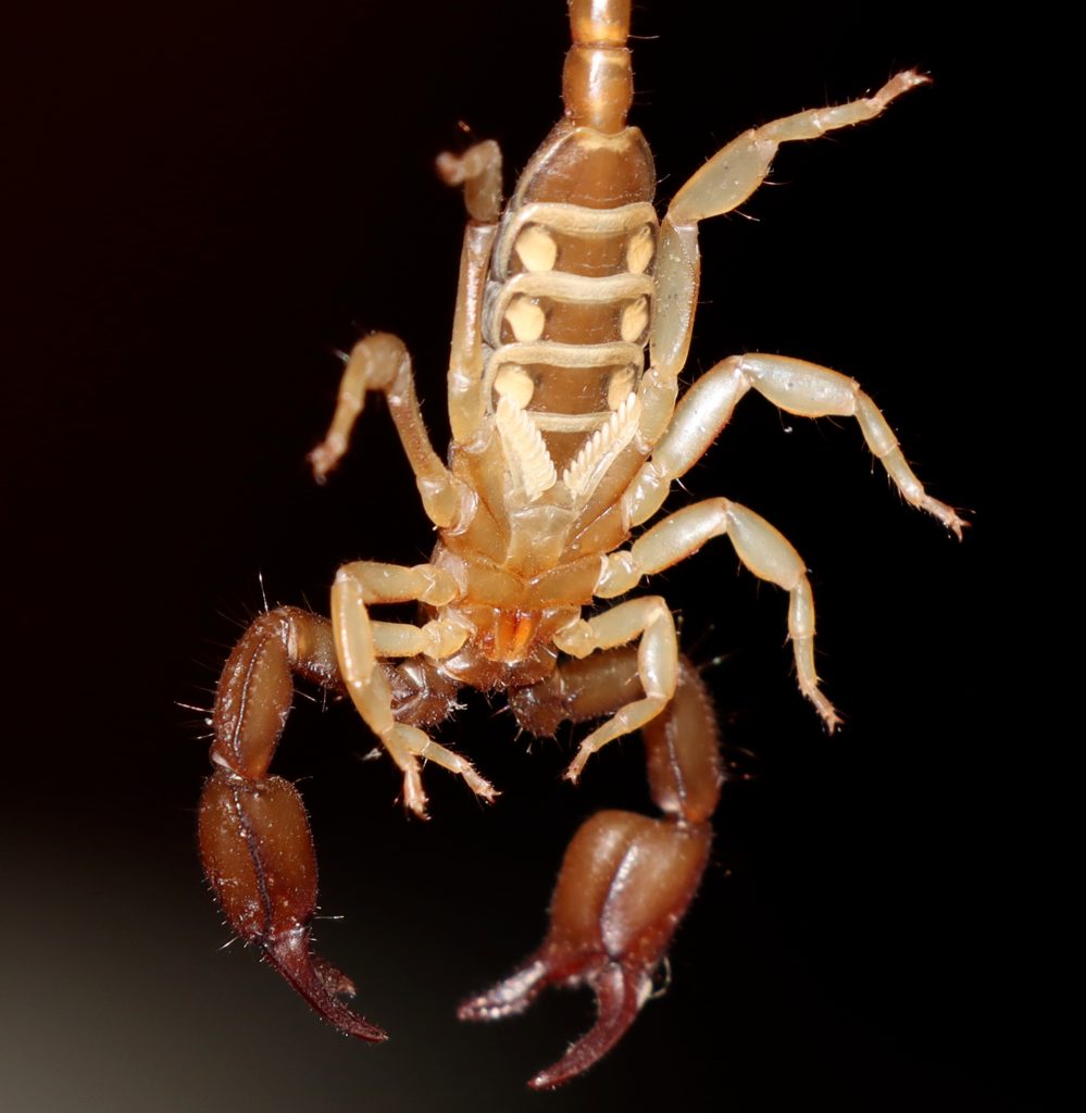 Euscorpius spp. (e.g. E. flavicaudis / italicus), photographed in the wild